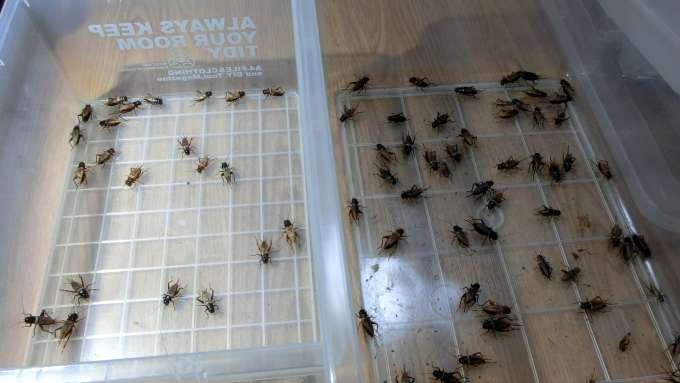 コオロギを雌雄に分ける