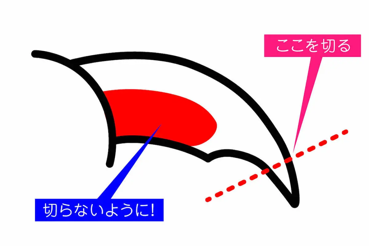 フトアゴヒゲトカゲの爪の切り方図